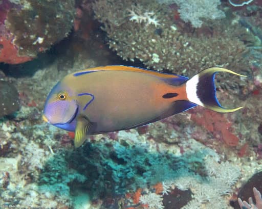 Fowler's Surgeonfish (Acanthurus fowleri)