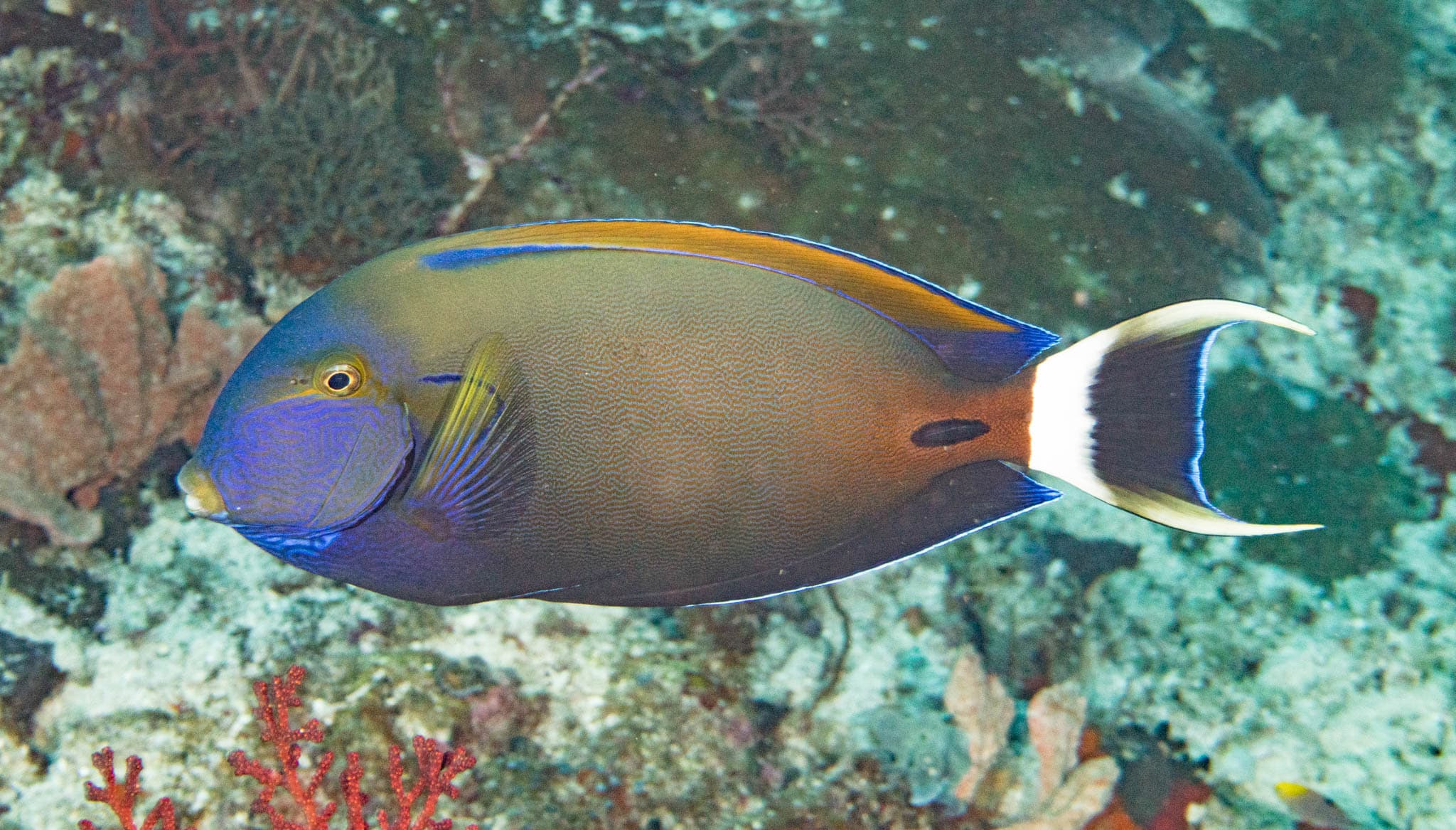 Fowler's Surgeonfish (Acanthurus fowleri)