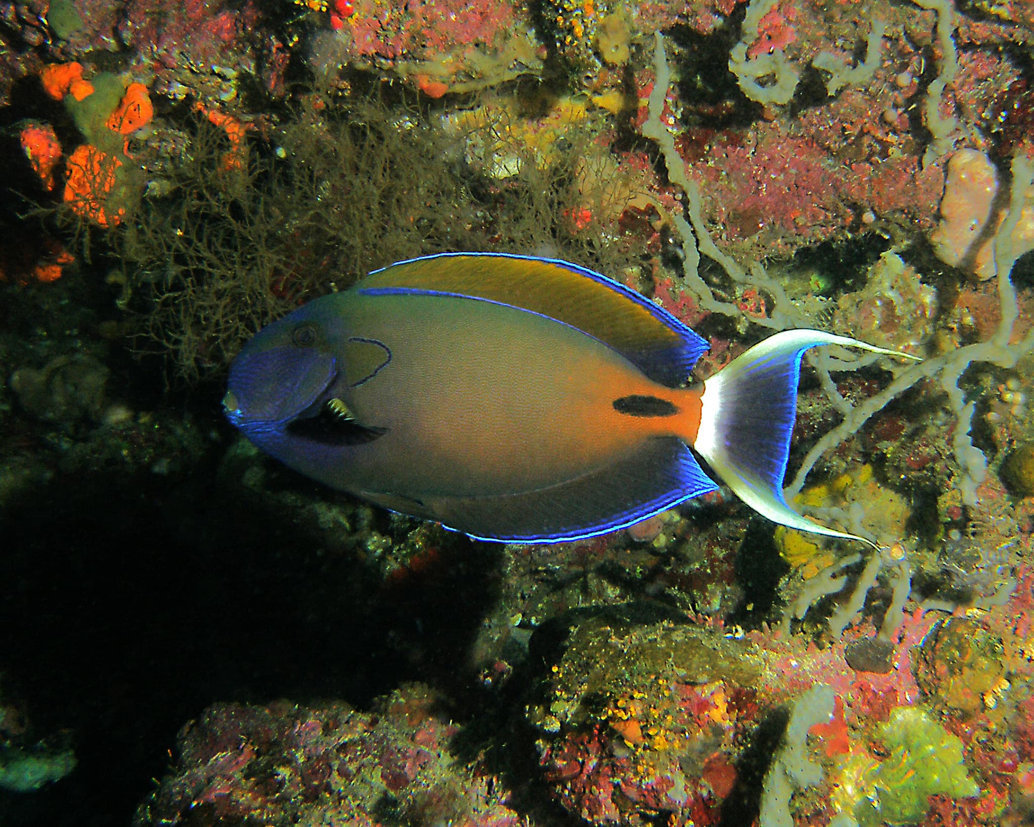 Fowler's Surgeonfish (Acanthurus fowleri)