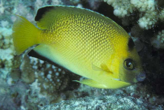 Armitage's Angelfish (Apolemichthys armitagei)