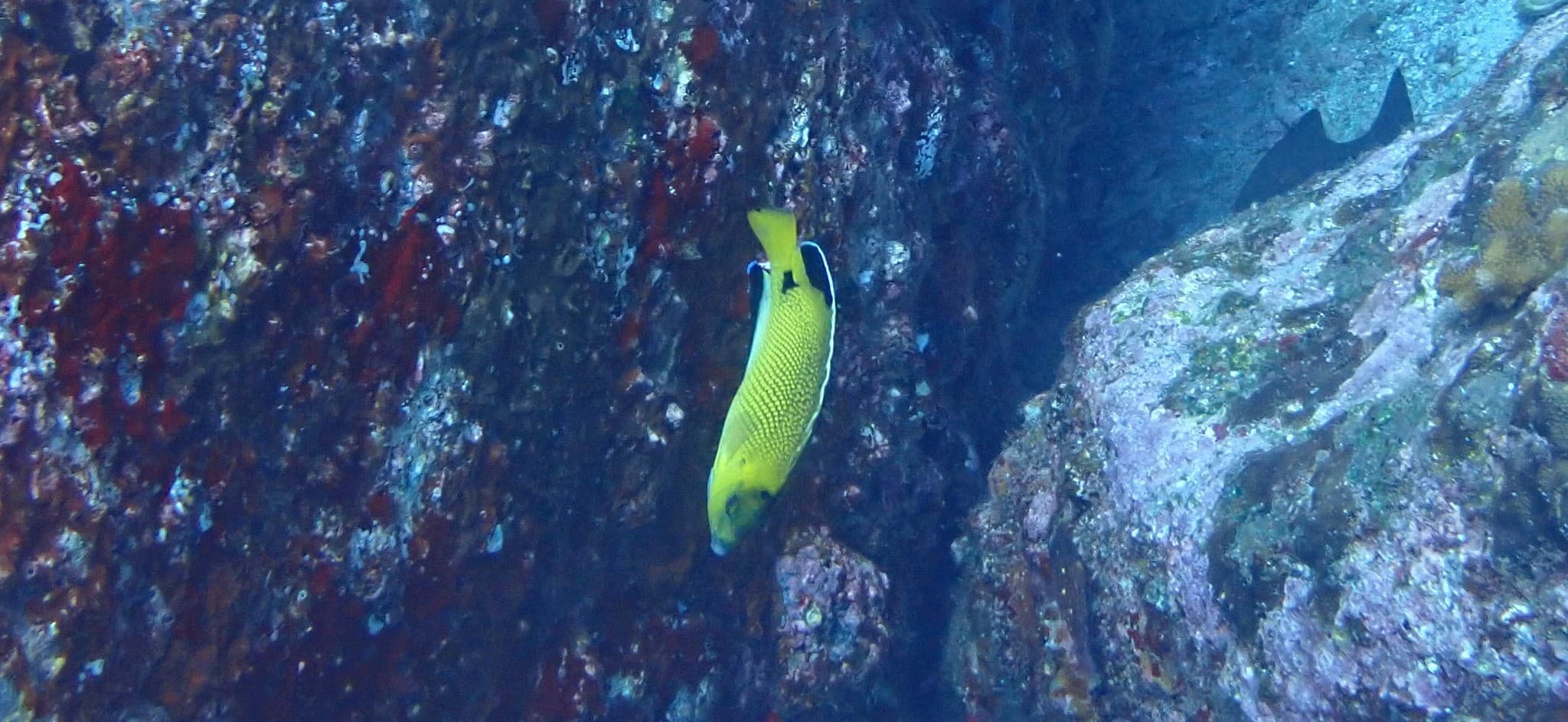 Armitage's Angelfish (Apolemichthys armitagei)