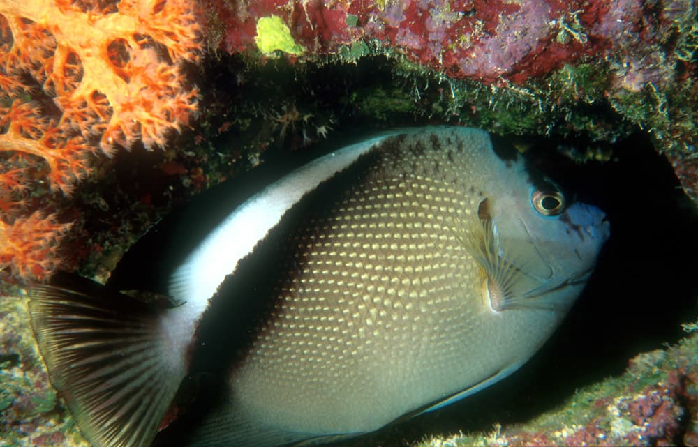 Griffis Angelfish (Apolemichthys griffisi)