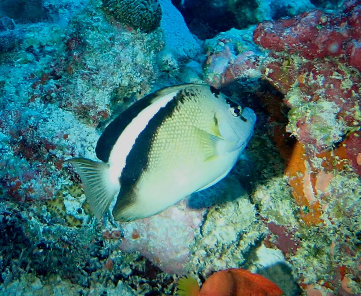 Griffis Angelfish (Apolemichthys griffisi)