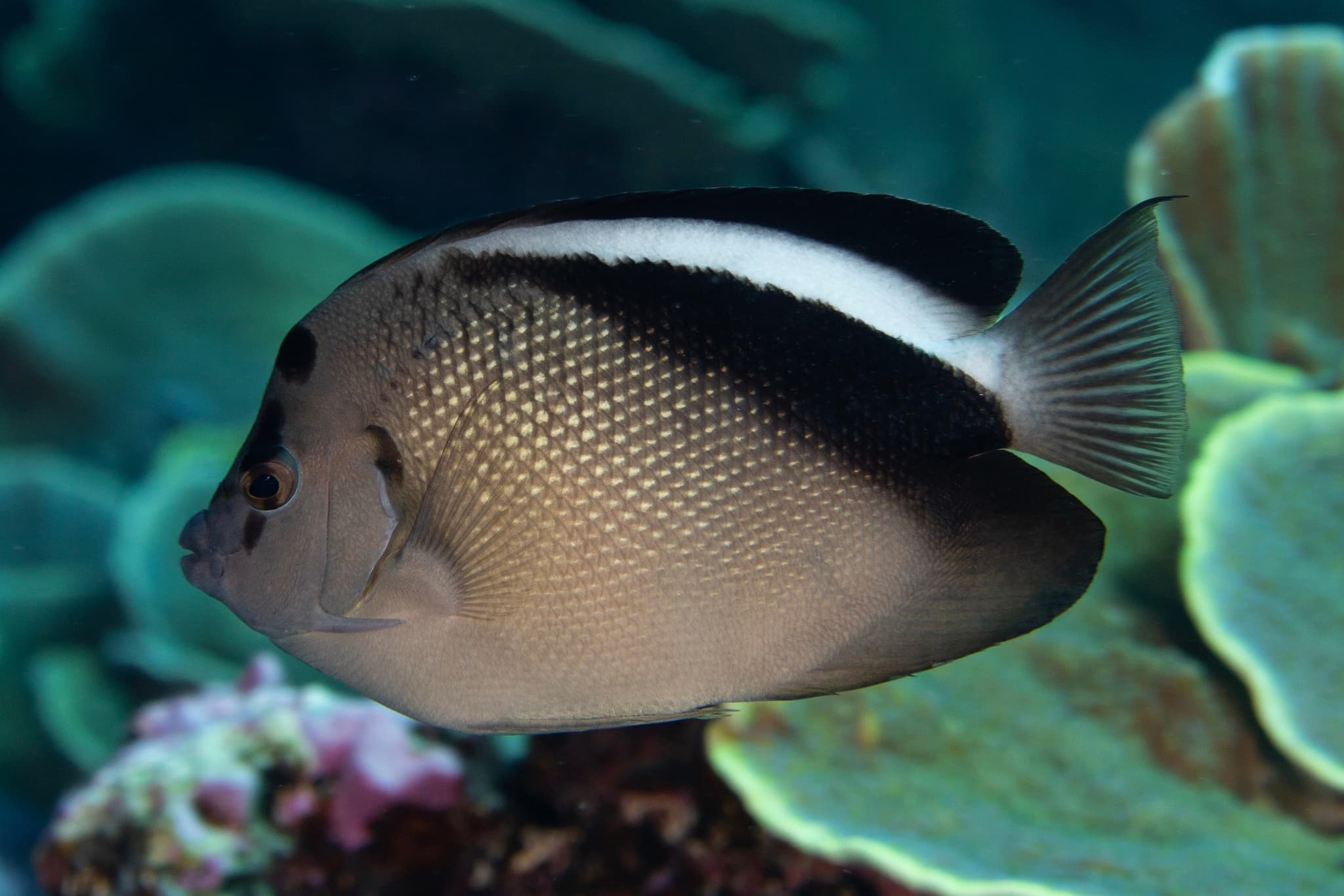 Griffis Angelfish (Apolemichthys griffisi)