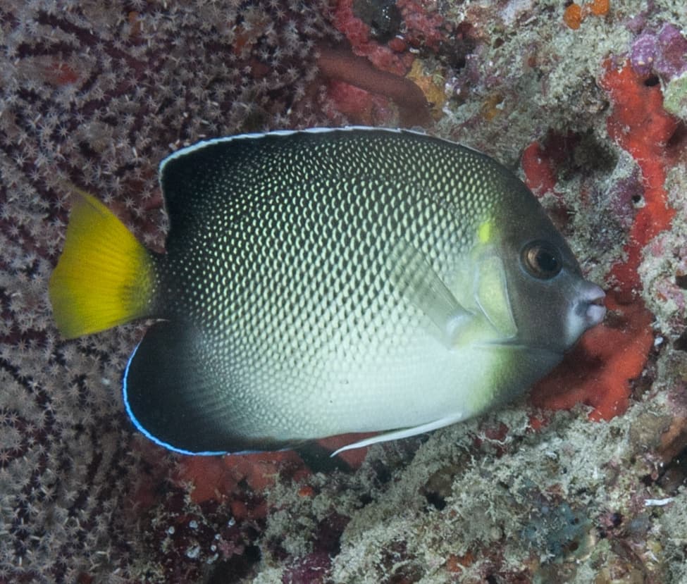 Yellowtail Angelfish (Apolemichthys xanthurus)