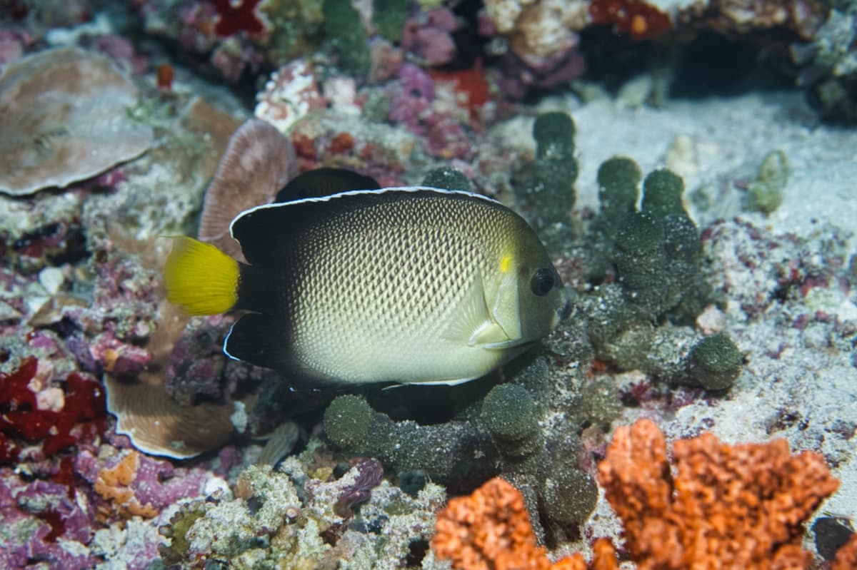 Yellowtail Angelfish (Apolemichthys xanthurus)