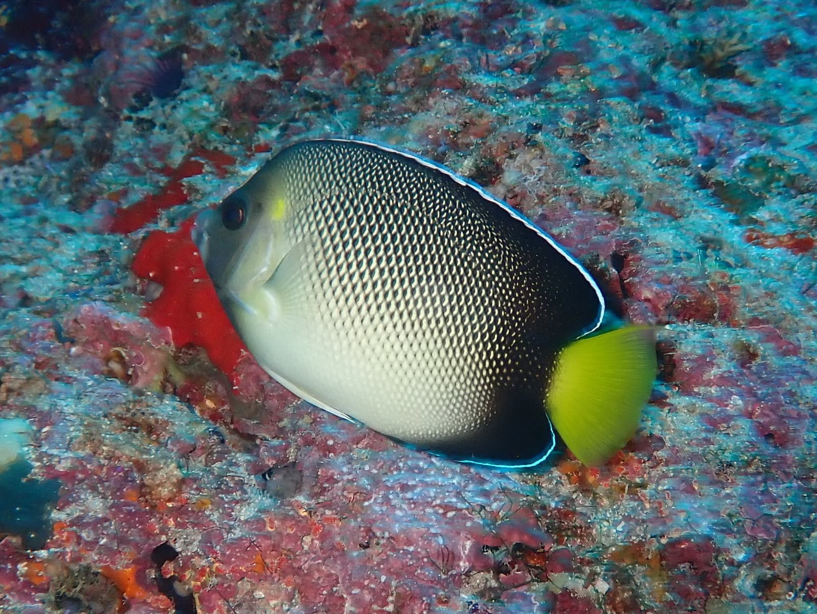 Yellowtail Angelfish (Apolemichthys xanthurus)