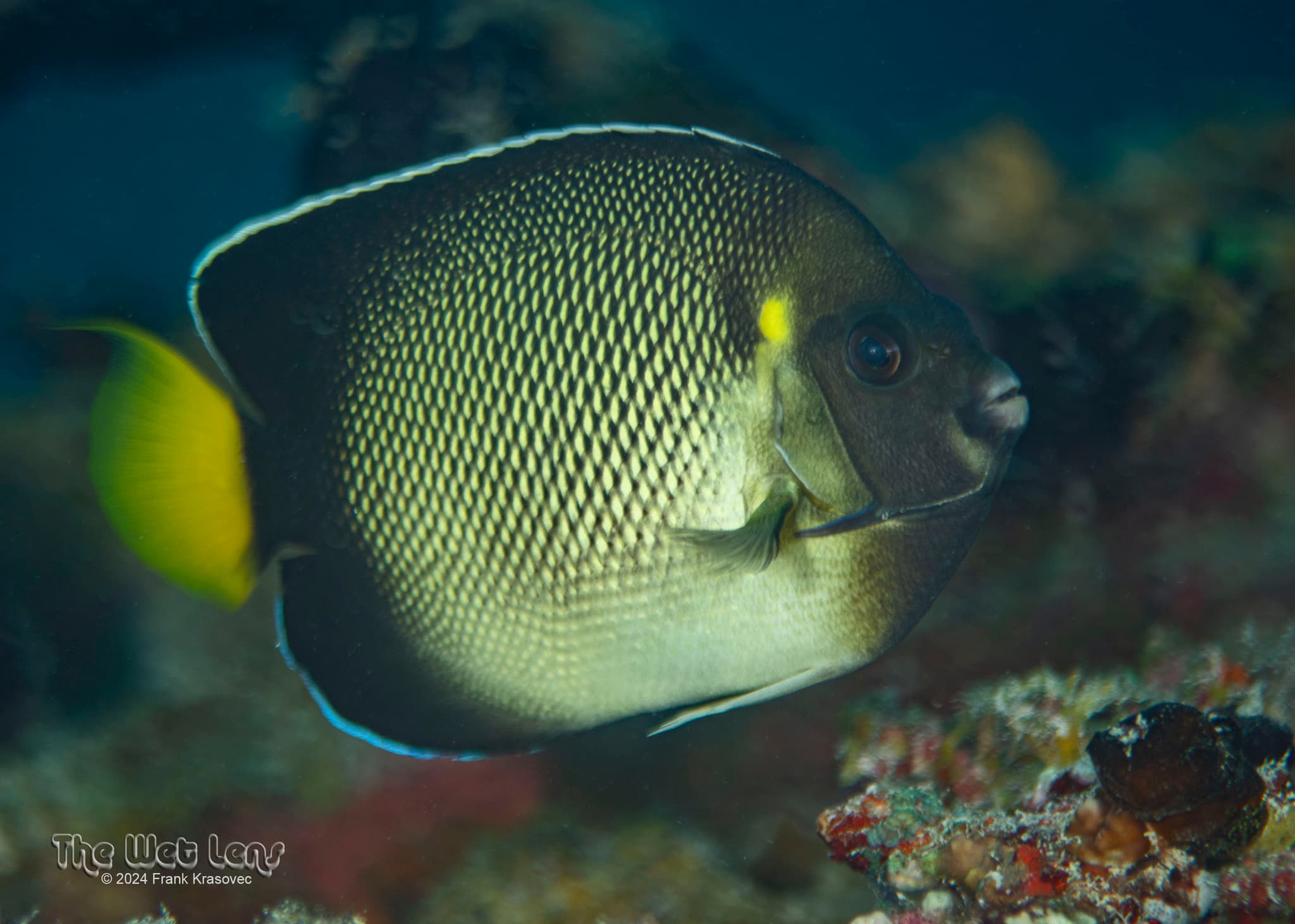 Yellowtail Angelfish (Apolemichthys xanthurus)