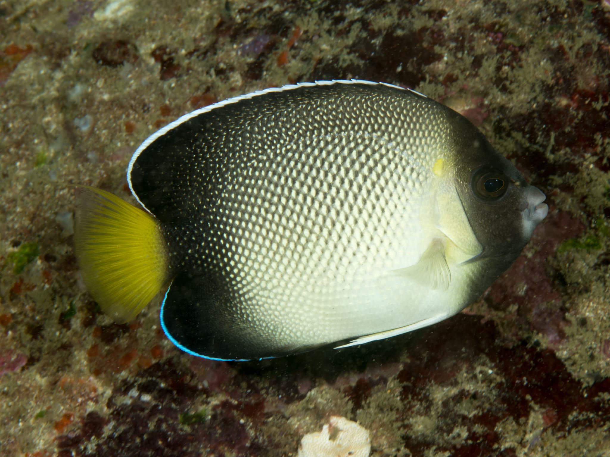 Yellowtail Angelfish (Apolemichthys xanthurus)