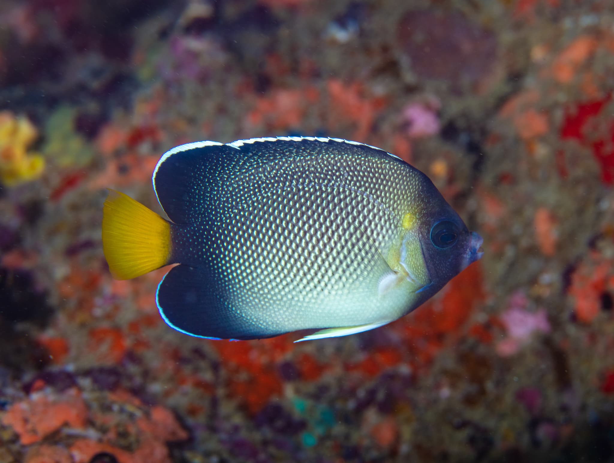 Yellowtail Angelfish (Apolemichthys xanthurus)