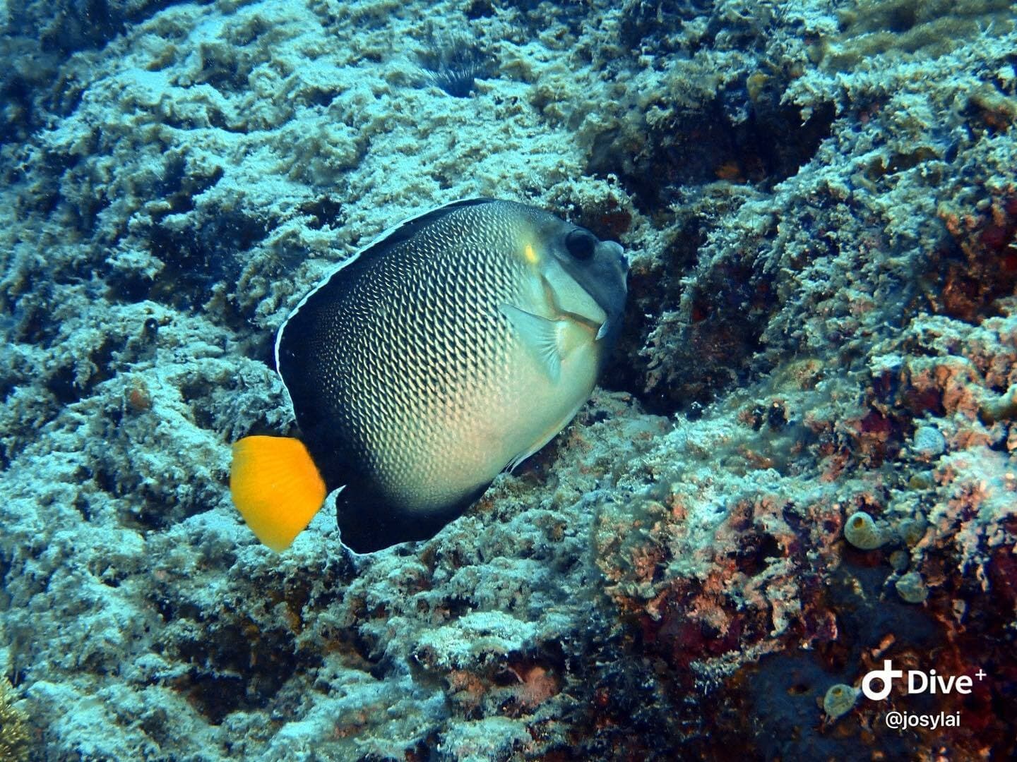 Yellowtail Angelfish (Apolemichthys xanthurus)