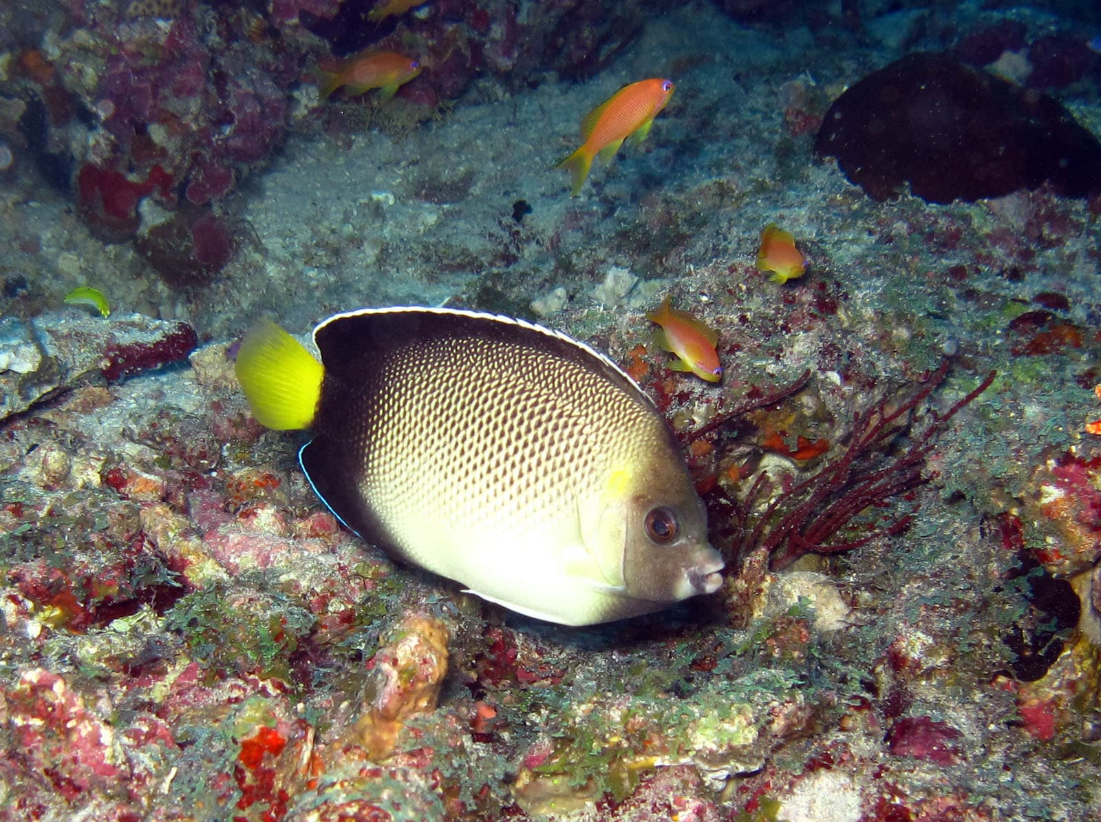 Yellowtail Angelfish (Apolemichthys xanthurus)