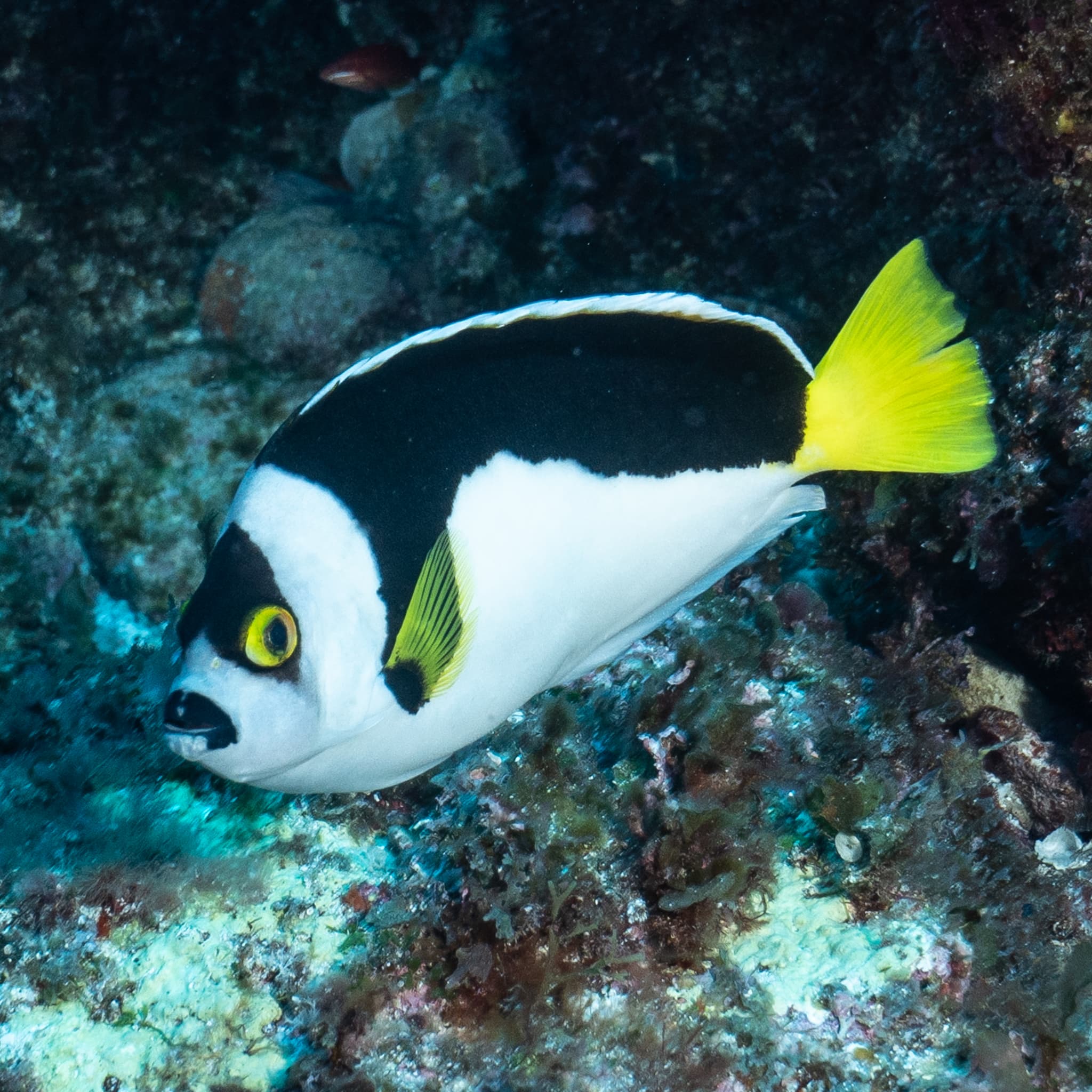 Ballina Angelfish (Chaetodontoplus ballinae)