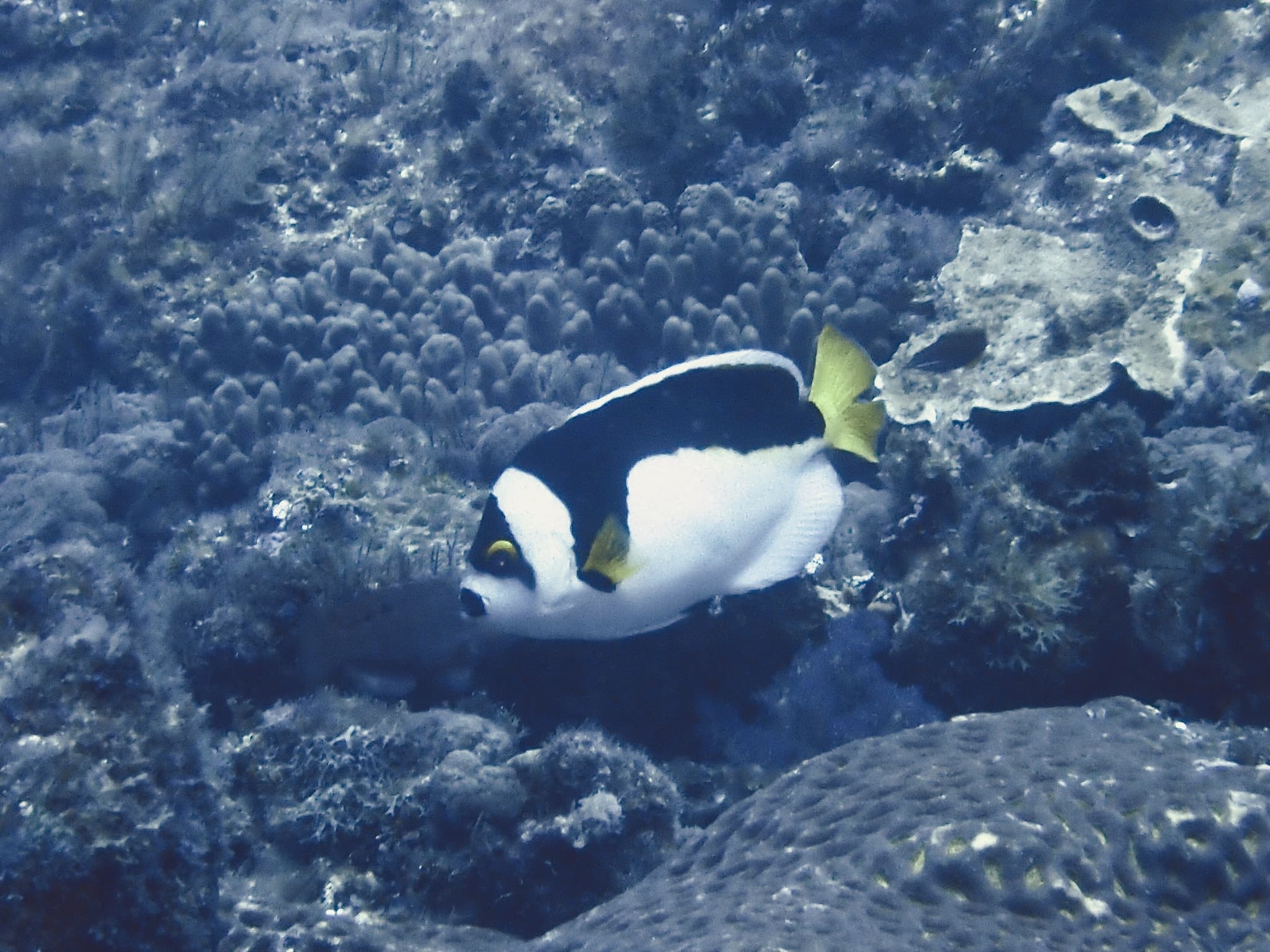 Ballina Angelfish (Chaetodontoplus ballinae)