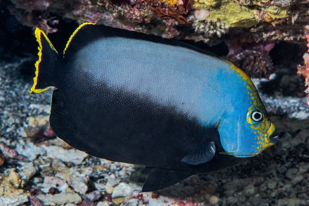 Black Velvet Angelfish (Chaetodontoplus melanosoma)