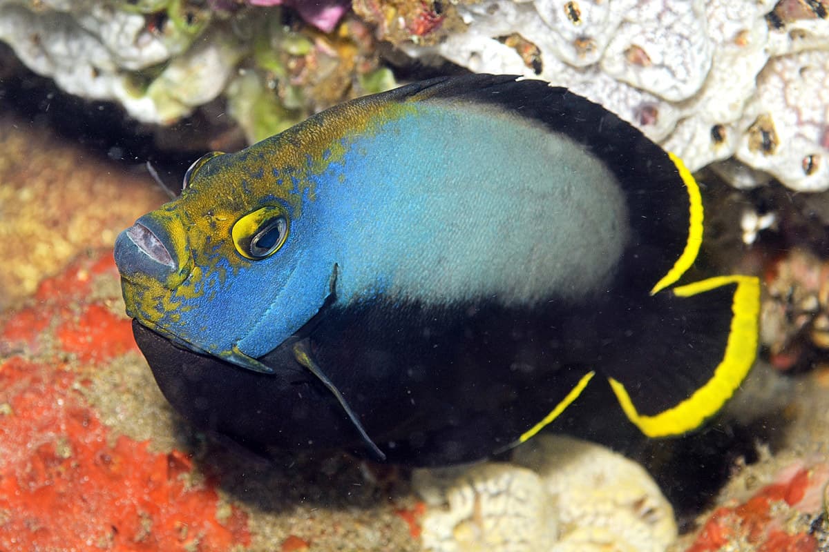 Black Velvet Angelfish (Chaetodontoplus melanosoma)