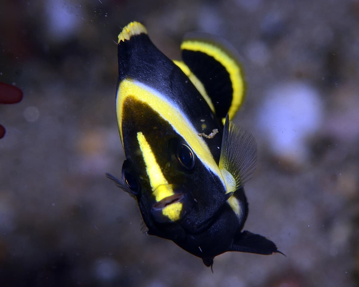 Black Velvet Angelfish (Chaetodontoplus melanosoma) juvenile