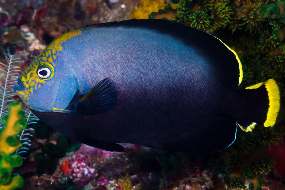 Black Velvet Angelfish (Chaetodontoplus melanosoma)