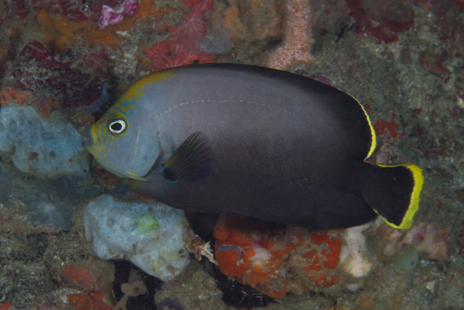 Black Velvet Angelfish (Chaetodontoplus melanosoma)