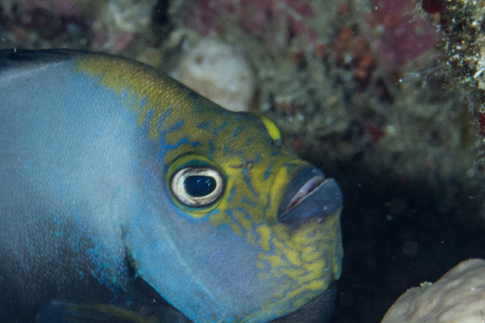 Black Velvet Angelfish (Chaetodontoplus melanosoma)