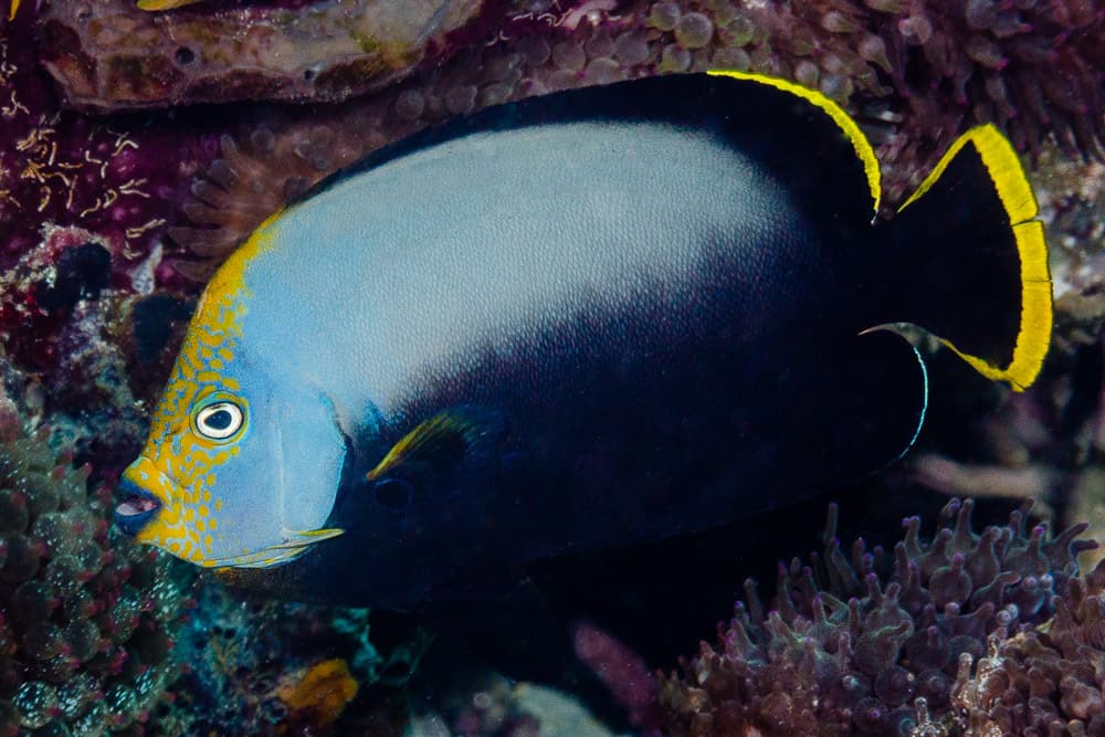 Black Velvet Angelfish (Chaetodontoplus melanosoma)