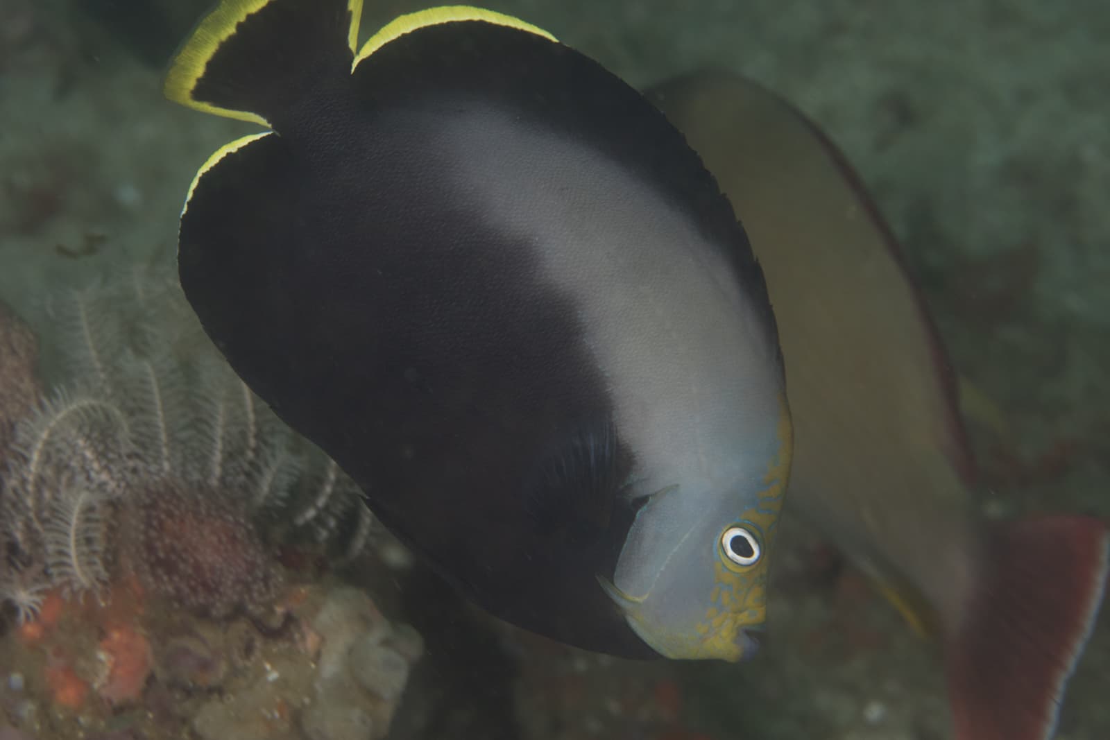 Black Velvet Angelfish (Chaetodontoplus melanosoma)