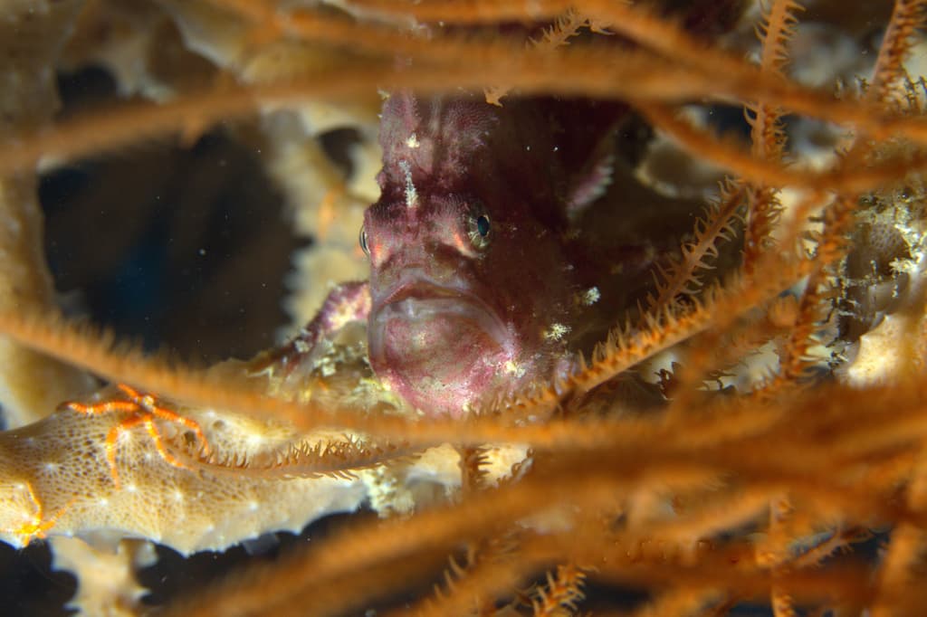 Rosy Frogfish (Antennatus rosaceus)