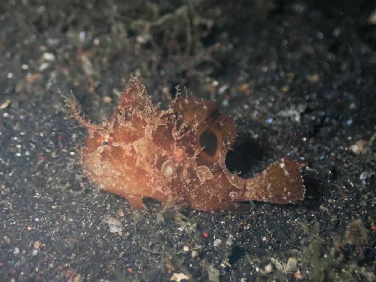 Rosy Frogfish (Antennatus rosaceus)