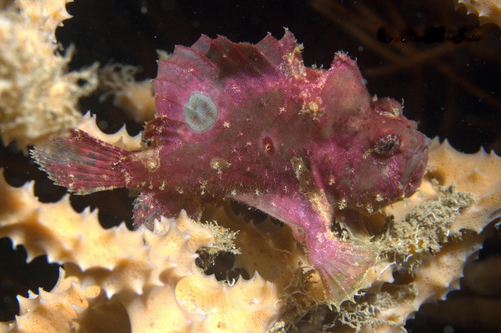 Rosy Frogfish (Antennatus rosaceus)