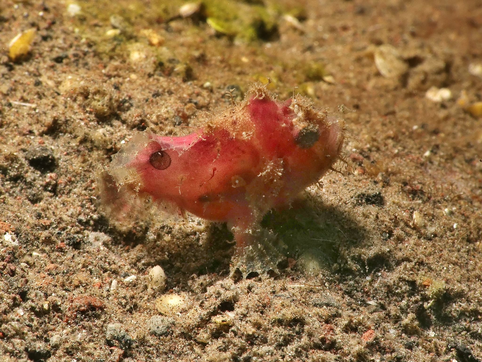 Rosy Frogfish (Antennatus rosaceus)