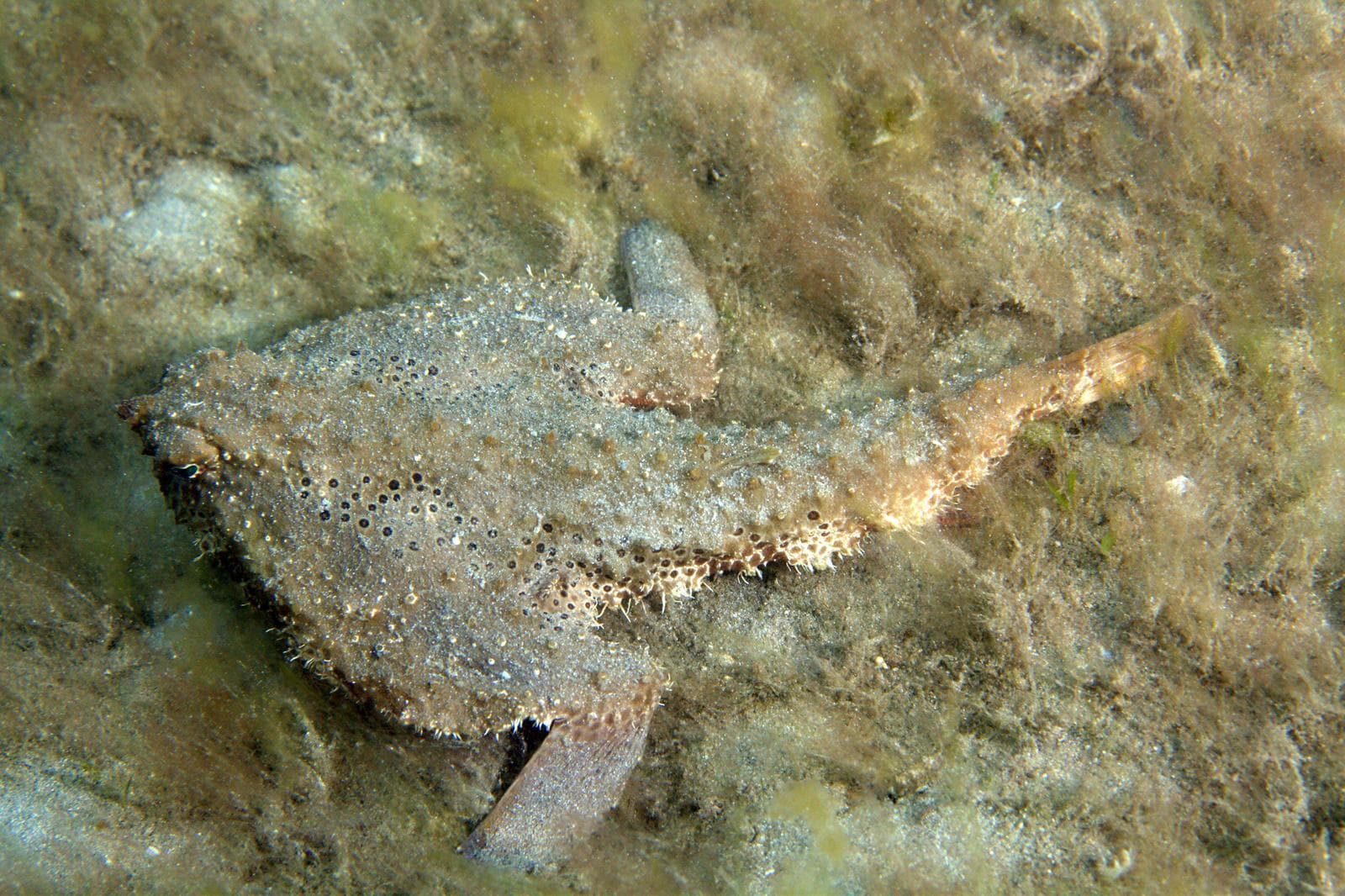 Shortnose Batfish (Ogcocephalus nasutus)