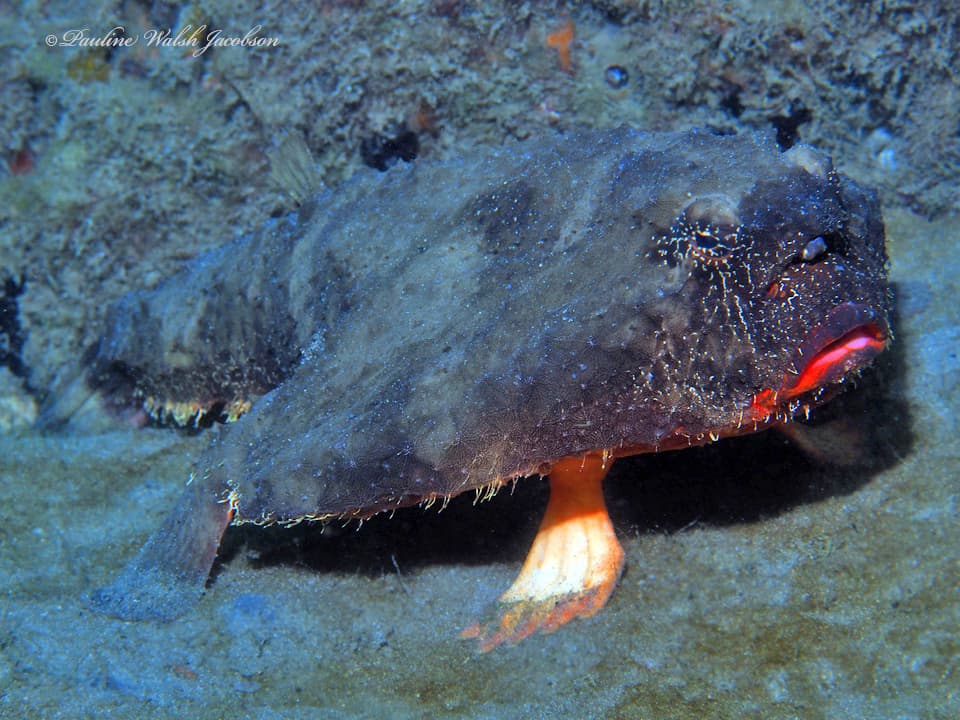 Shortnose Batfish (Ogcocephalus nasutus)