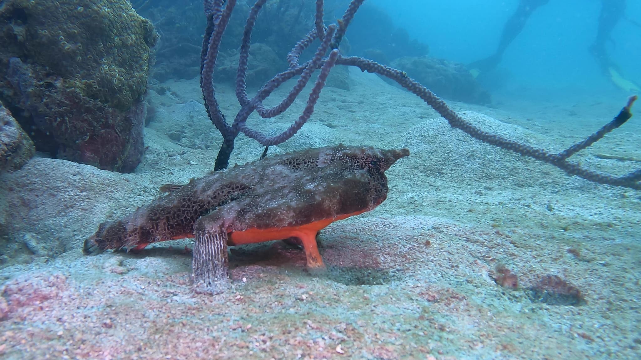 Shortnose Batfish (Ogcocephalus nasutus)