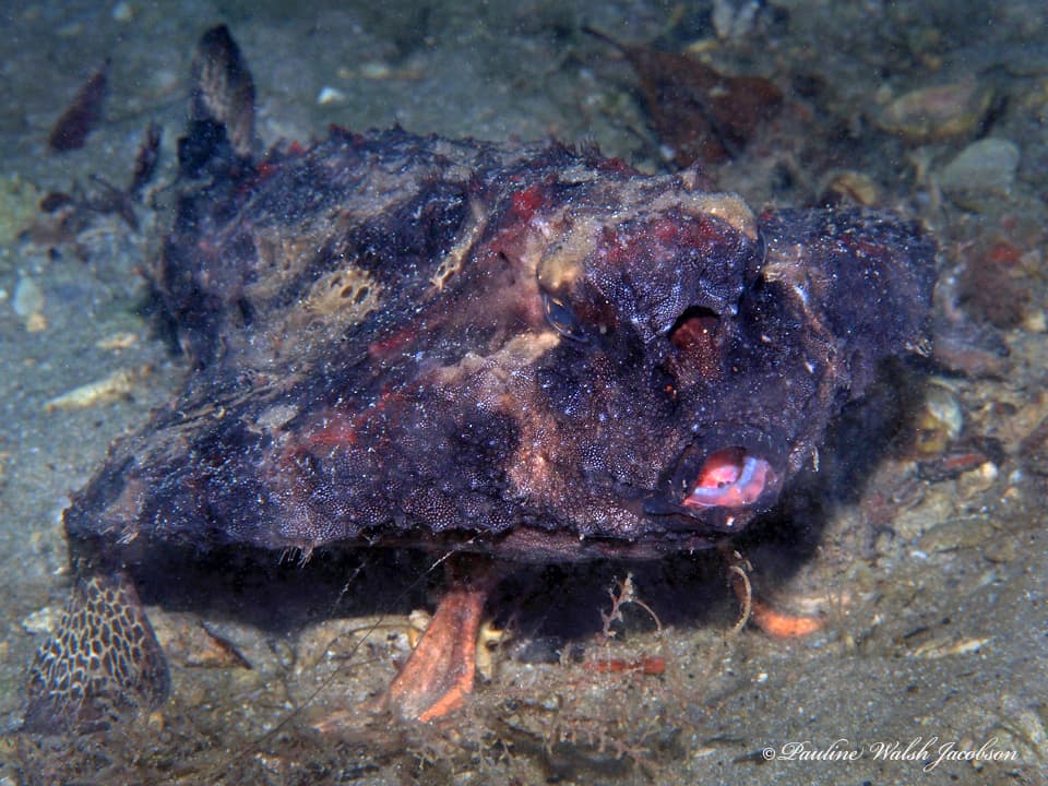 Shortnose Batfish (Ogcocephalus nasutus)