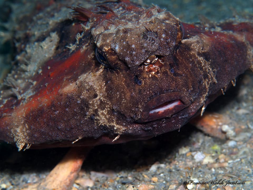 Shortnose Batfish (Ogcocephalus nasutus)