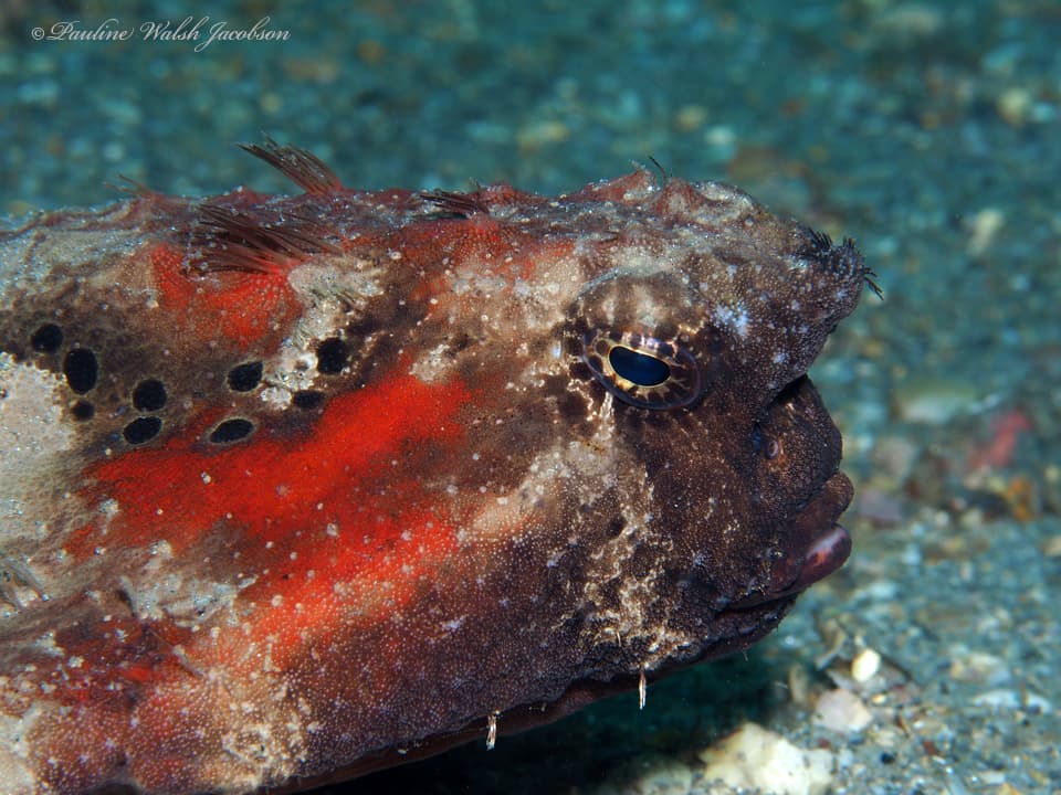 Shortnose Batfish (Ogcocephalus nasutus)