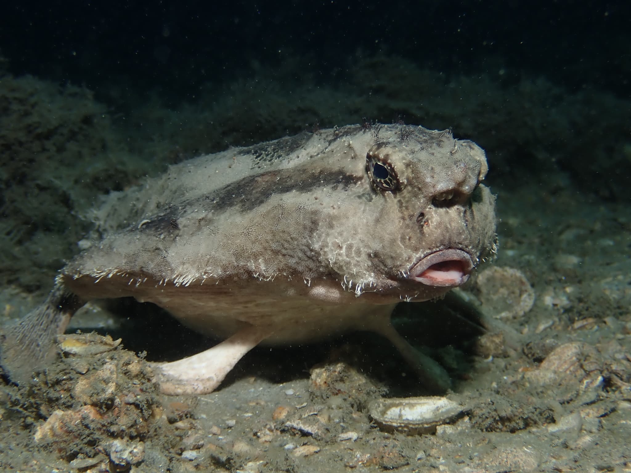 Shortnose Batfish (Ogcocephalus nasutus)