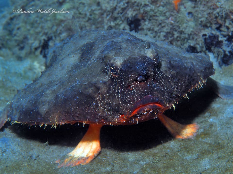 Shortnose Batfish (Ogcocephalus nasutus)