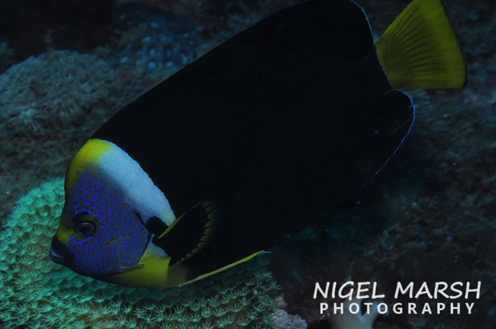 Queensland Yellowtail Angelfish (Chaetodontoplus meredithi)