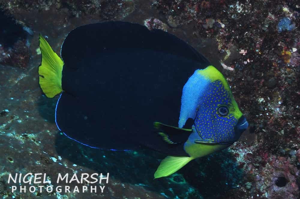 Queensland Yellowtail Angelfish (Chaetodontoplus meredithi)