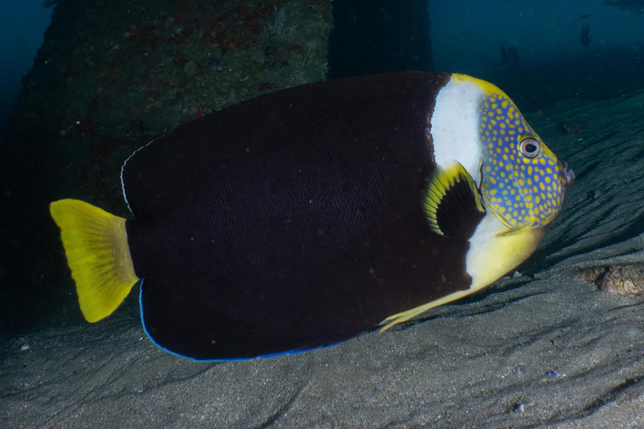 Queensland Yellowtail Angelfish (Chaetodontoplus meredithi)