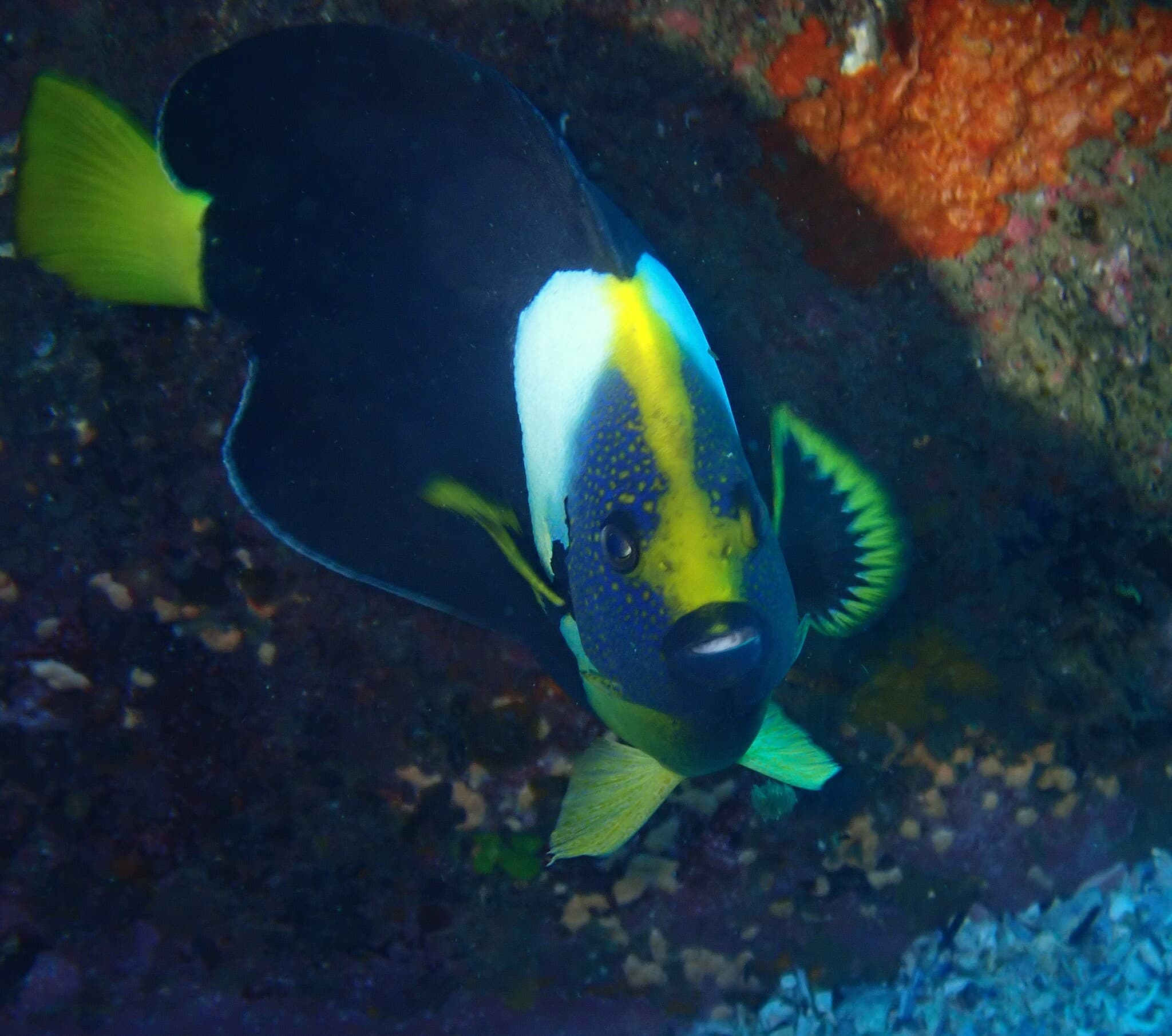 Queensland Yellowtail Angelfish (Chaetodontoplus meredithi)