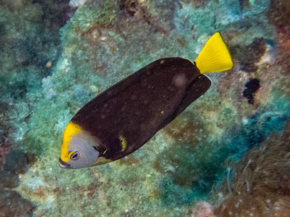 Queensland Yellowtail Angelfish (Chaetodontoplus meredithi)