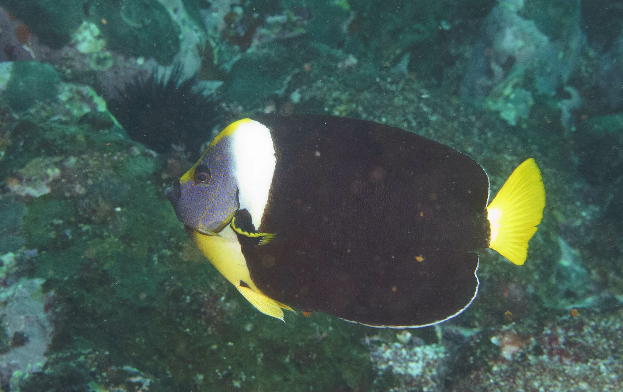 Queensland Yellowtail Angelfish (Chaetodontoplus meredithi)