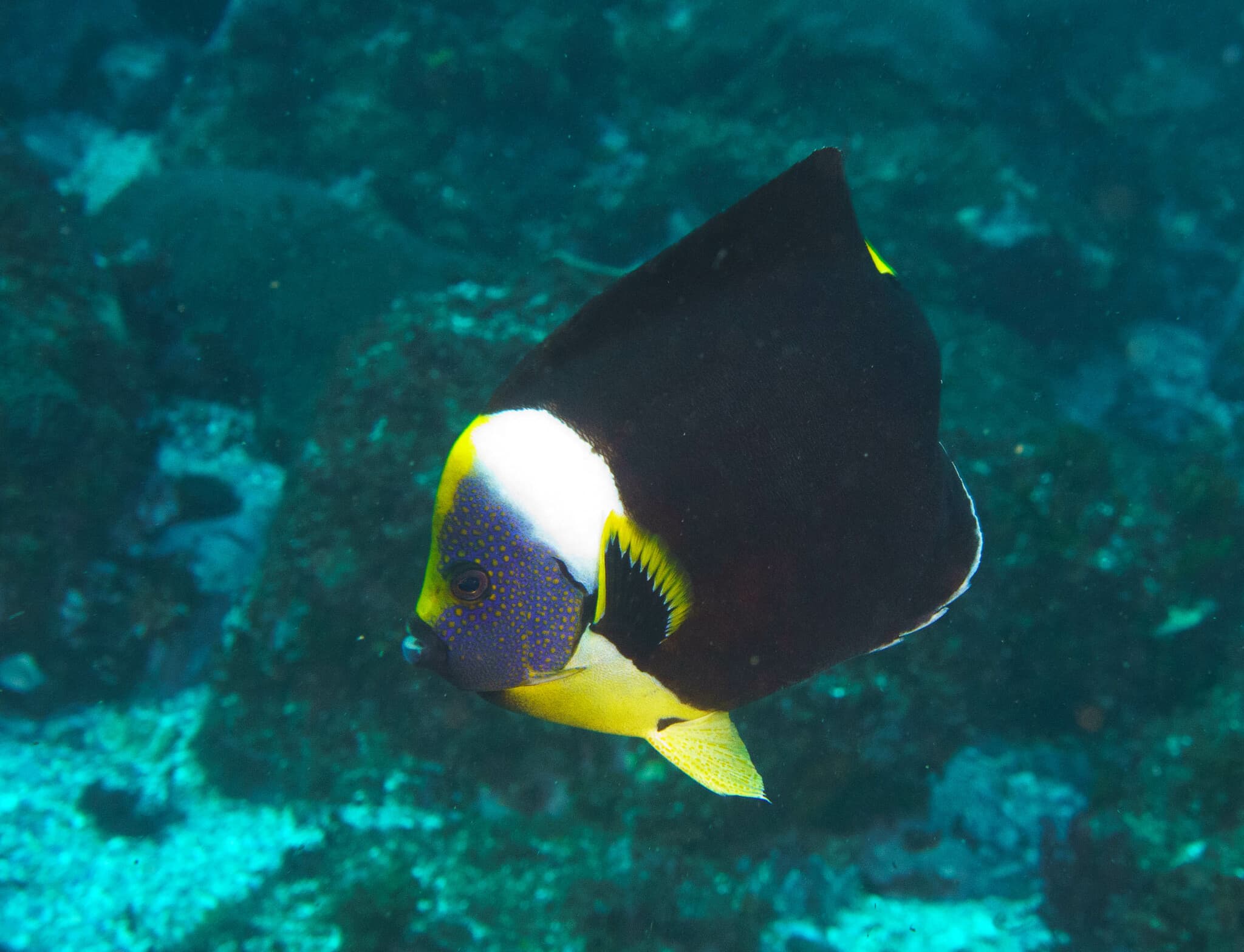 Queensland Yellowtail Angelfish (Chaetodontoplus meredithi)