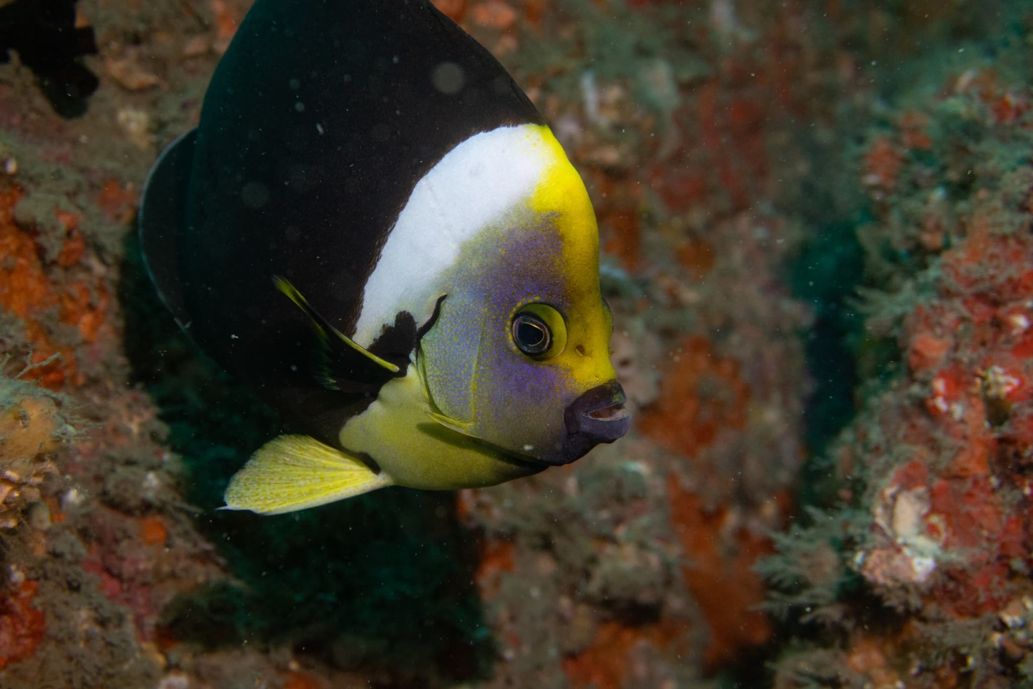 Queensland Yellowtail Angelfish (Chaetodontoplus meredithi)