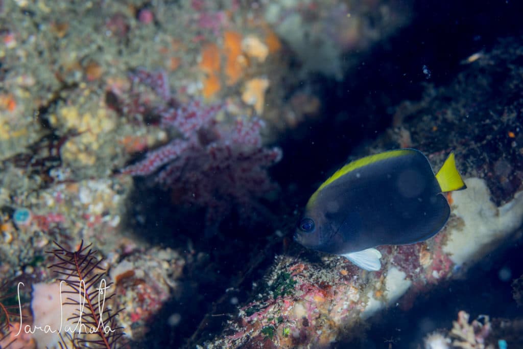 Black Angelfish (Chaetodontoplus niger)