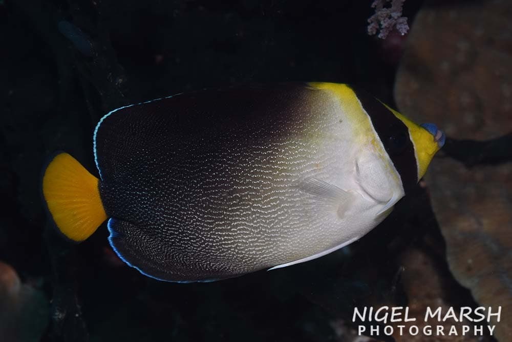 Vermiculated Angelfish (Chaetodontoplus mesoleucus)