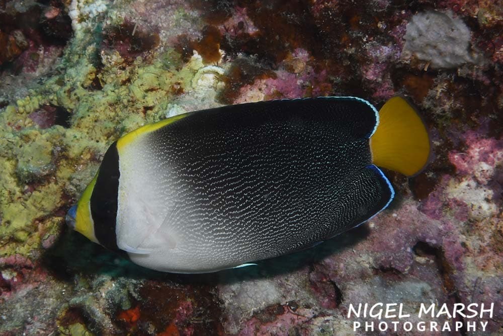 Vermiculated Angelfish (Chaetodontoplus mesoleucus)