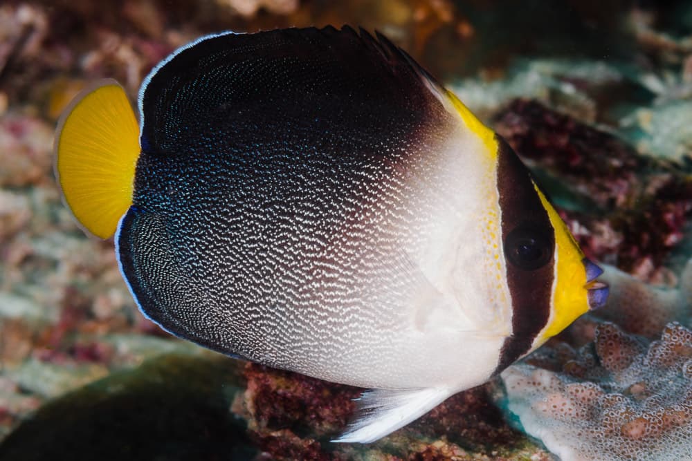 Vermiculated Angelfish (Chaetodontoplus mesoleucus)